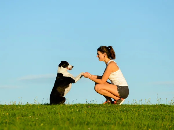 Sei interessato all'addestramento del cane?